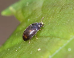 Litargus tetraspilotus