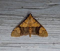 Pleuroptya characteristica