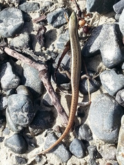 Oligosoma smithi