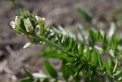 Oxytropis evenorum