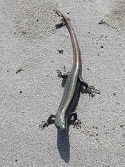 Oligosoma smithi