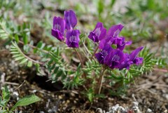 Oxytropis revoluta