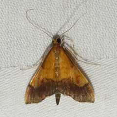 Pyrausta bicoloralis