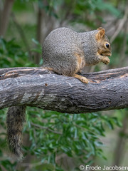 Sciurus niger limitis