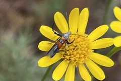 Aetole unipunctella