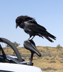 Corvus brachyrhynchos hesperis