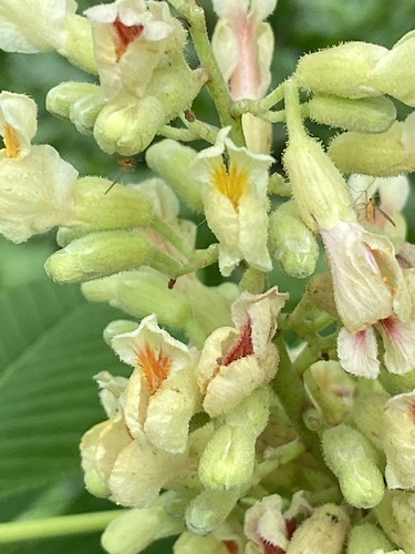 Aesculus flava