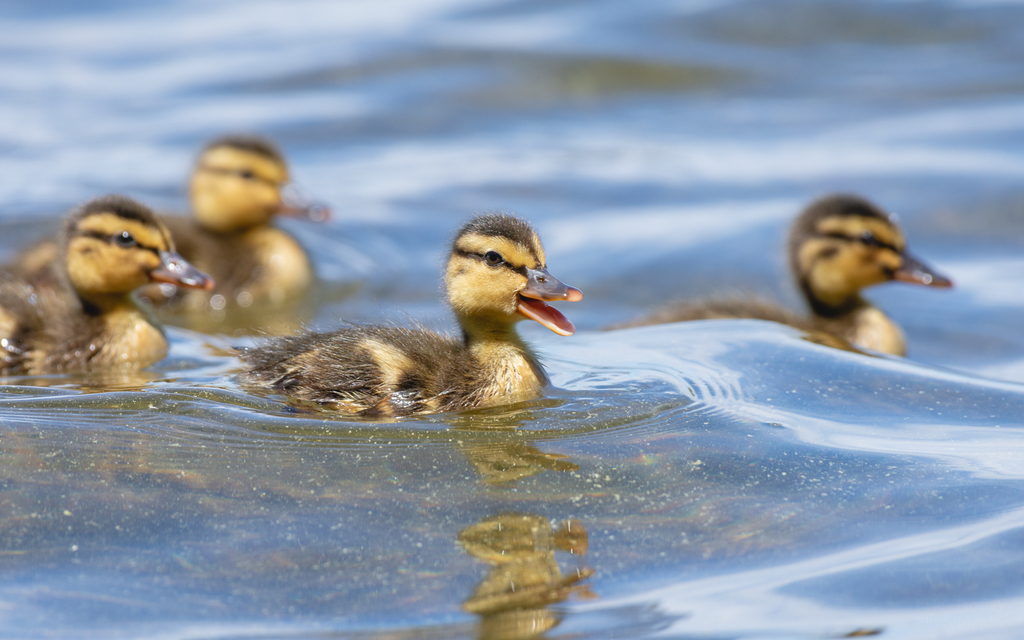 Mallard from South End, Burlington, VT, USA on June 10, 2018 at 08:58 ...