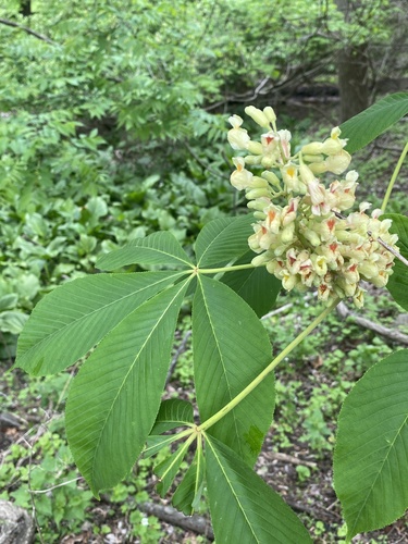 Aesculus flava