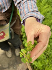 Chrysosplenium glechomifolium