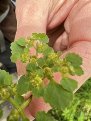Chrysosplenium glechomifolium