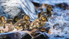 Mallard photo 6