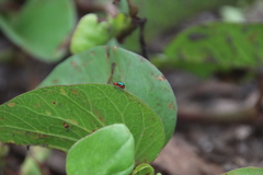 Disonycha varicornis