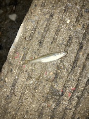 Notropis atherinoides