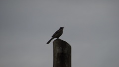 Mimus saturninus