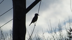 Pitangus sulphuratus