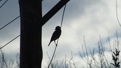 Pitangus sulphuratus