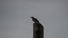 Mimus saturninus