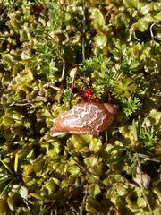 Plekocheilus succineoides