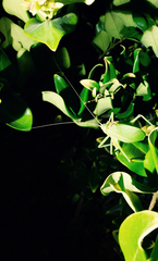 Paracyrtophyllus robustus