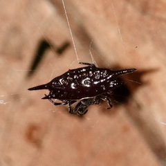 Gasteracantha mengei