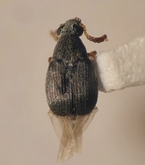 Acanthoscelides