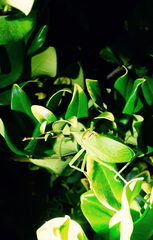 Paracyrtophyllus robustus