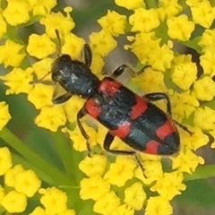 Trichodes nuttalli