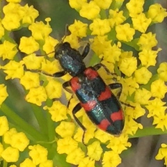 Trichodes nuttalli