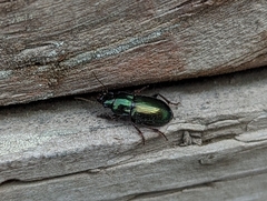 Harpalus