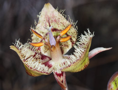 Calochortus tiburonensis