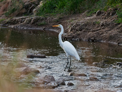 Ardea alba