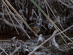 Embernagra platensis