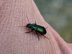 Harpalus