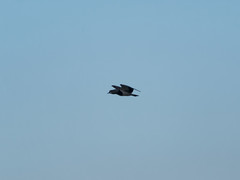 Vanellus chilensis