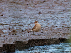 Furnarius rufus