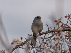 Embernagra platensis