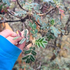 Polylepis weberbaueri