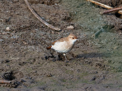 Furnarius rufus