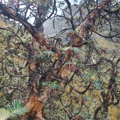 Polylepis weberbaueri