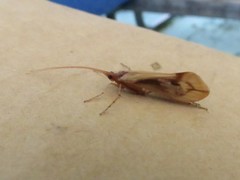 Platycentropus radiatus