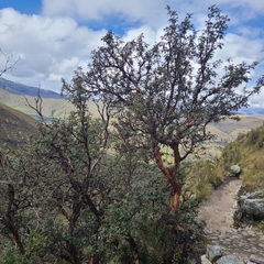 Polylepis weberbaueri