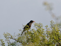 Turdus chiguanco