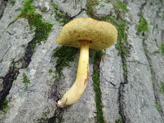 Aureoboletus roxanae