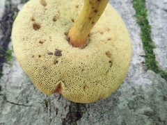 Aureoboletus roxanae