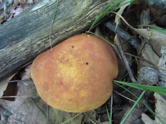 Aureoboletus roxanae