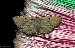 Ergavia carinenta