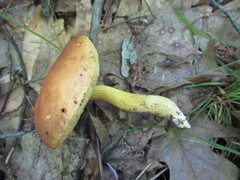 Aureoboletus roxanae