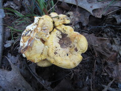 Cantharellus phasmatis