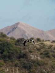 Vanellus chilensis